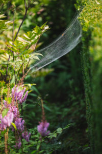 Hedge, spider web Hedge, spider web